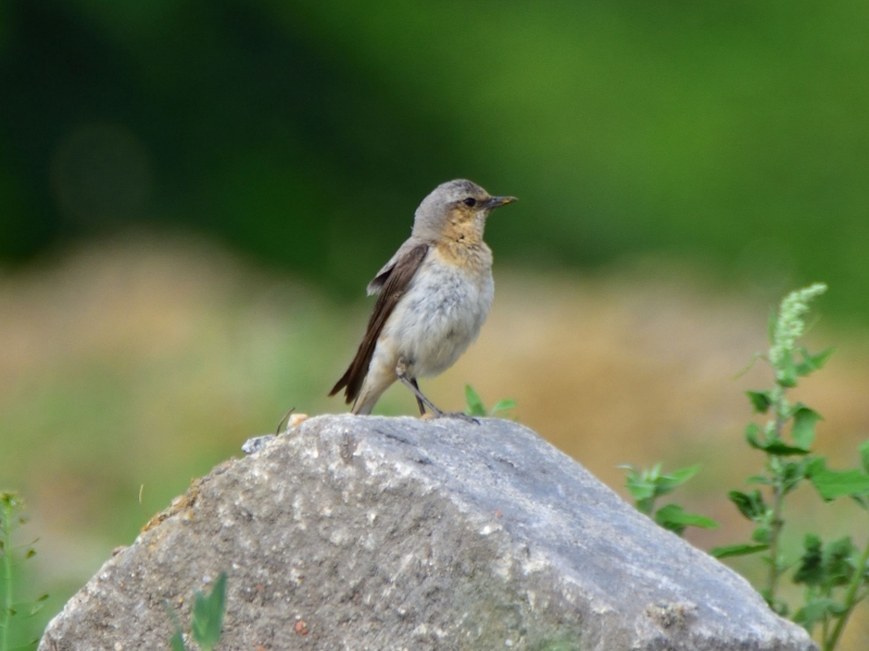 białorzytka ♂