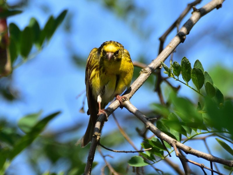 kulczyk ♂