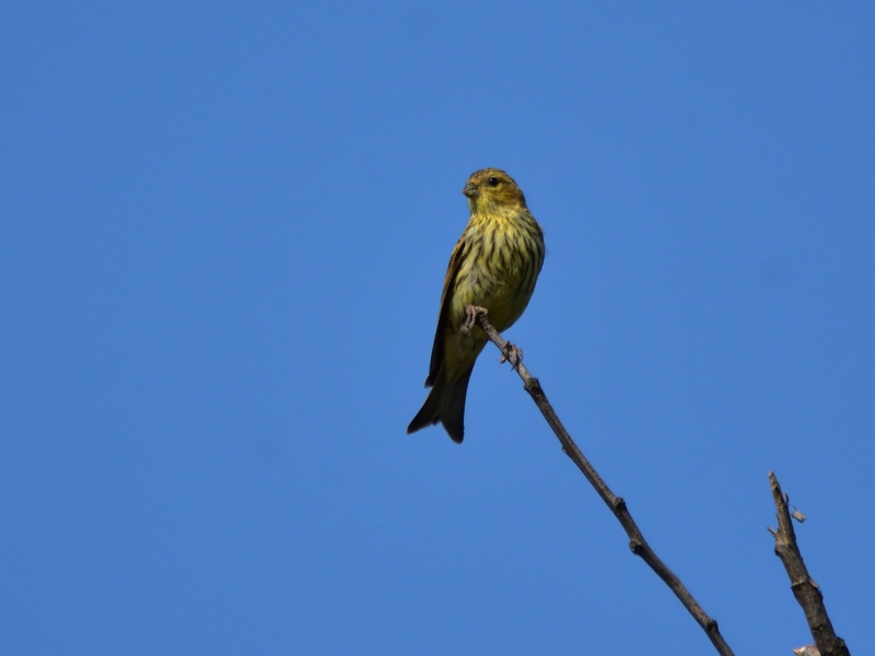 kulczyk ♂