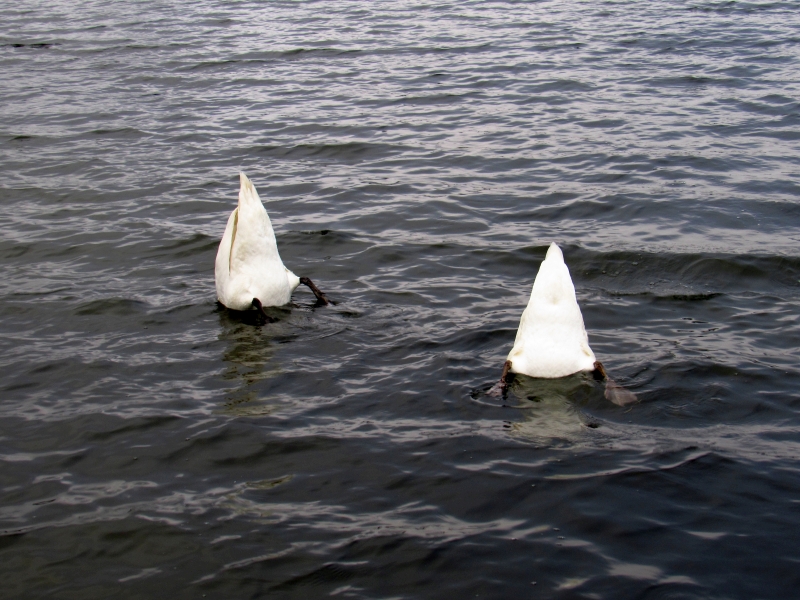 łabędź niemy