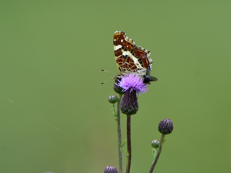 rusałka kratkowiec (II pokolenie)