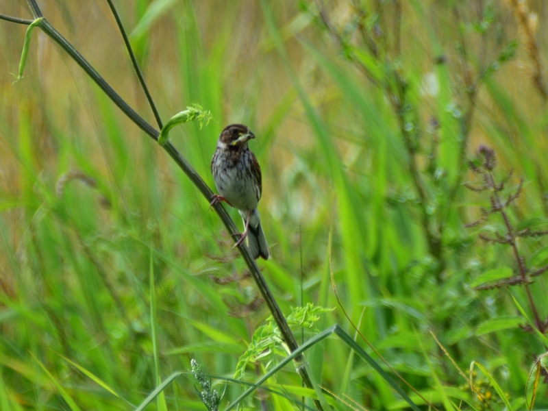 potrzos ♀