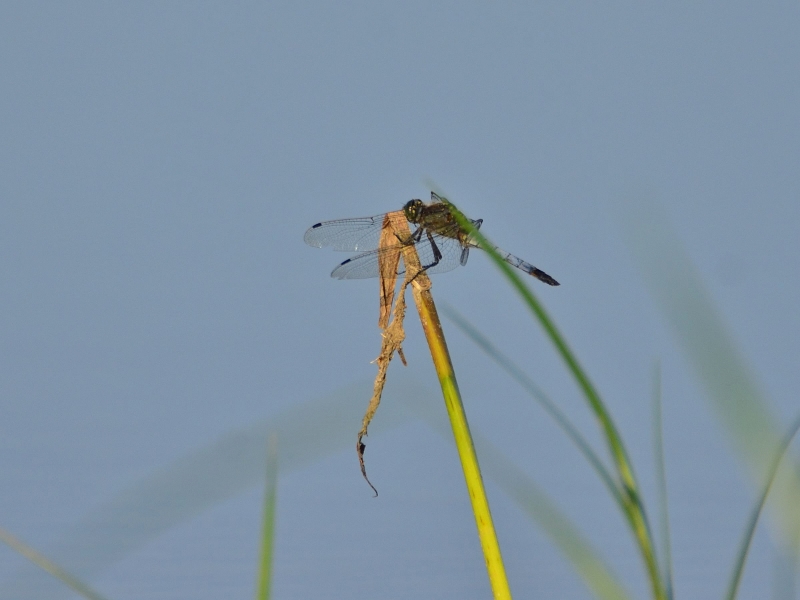 lecicha pospolita