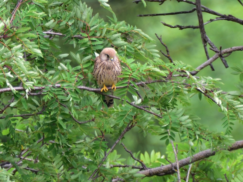 pustułka ♀