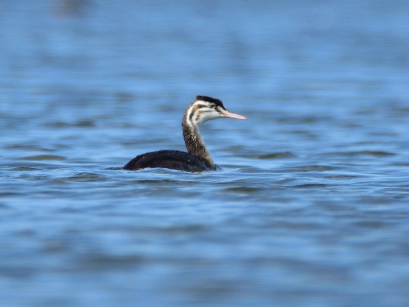 perkoz dwuczuby (juv.)