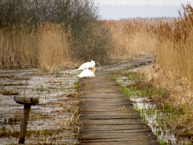 łabędź niemy