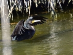 kormoran