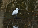 czapla nadobna