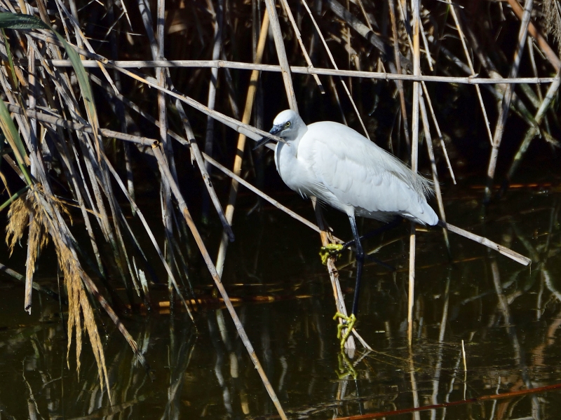 czapla nadobna