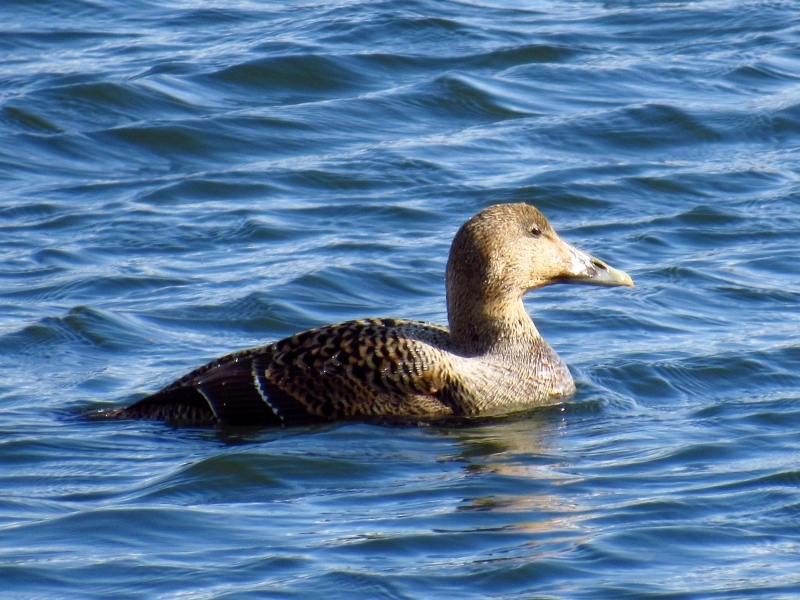 edredon ♀