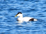 edredon ♂