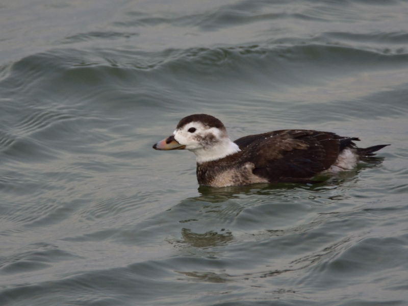 lodówka ♀