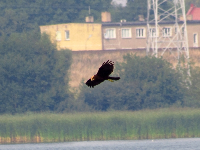 błotniak stawowy