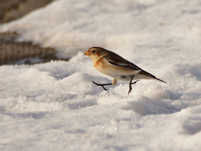 śnieguła ♂