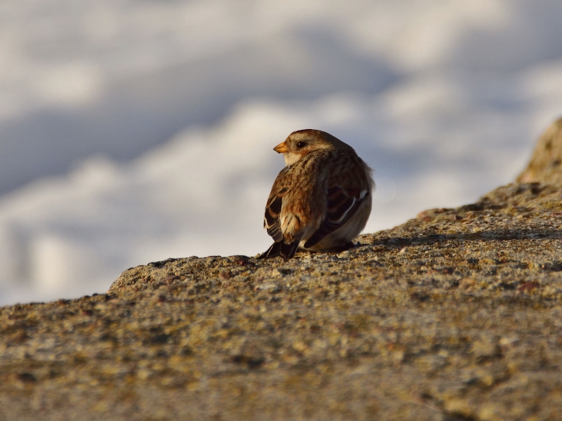 śnieguła ♀