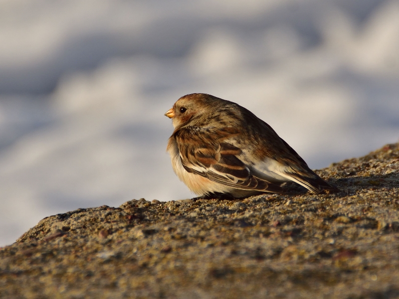 śnieguła ♀