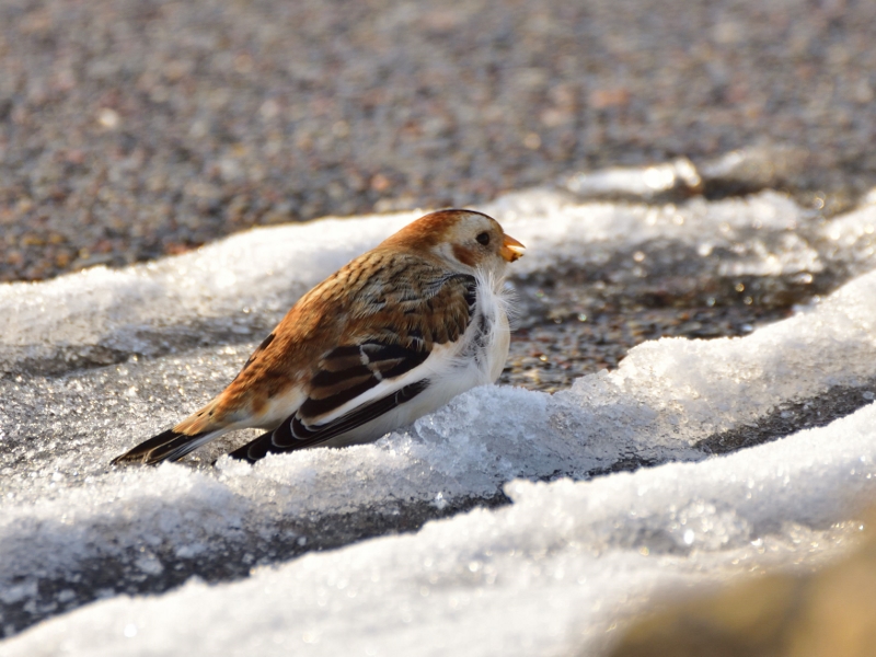 śnieguła ♂