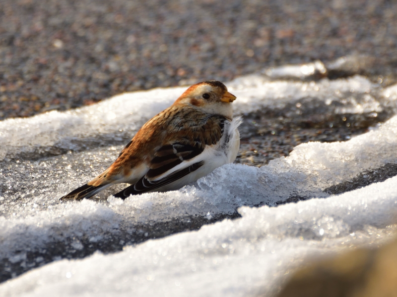 śnieguła ♂