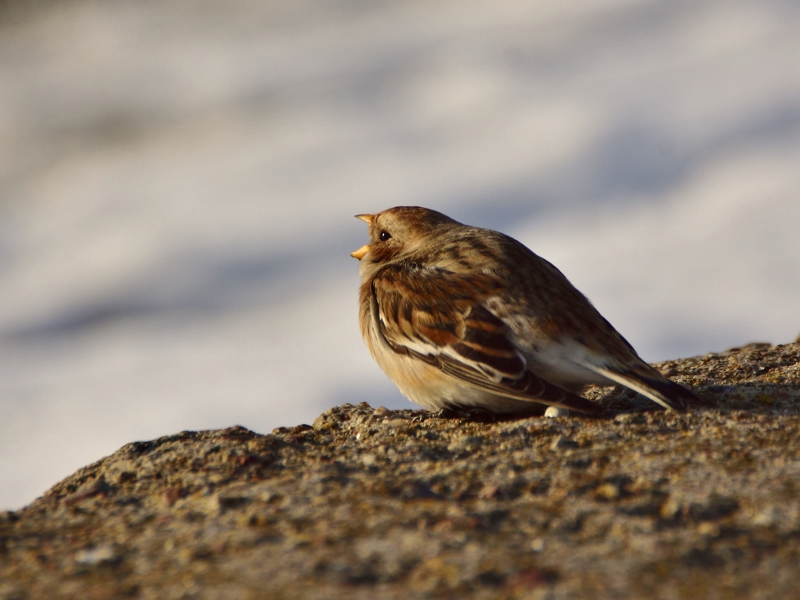 śnieguła ♀