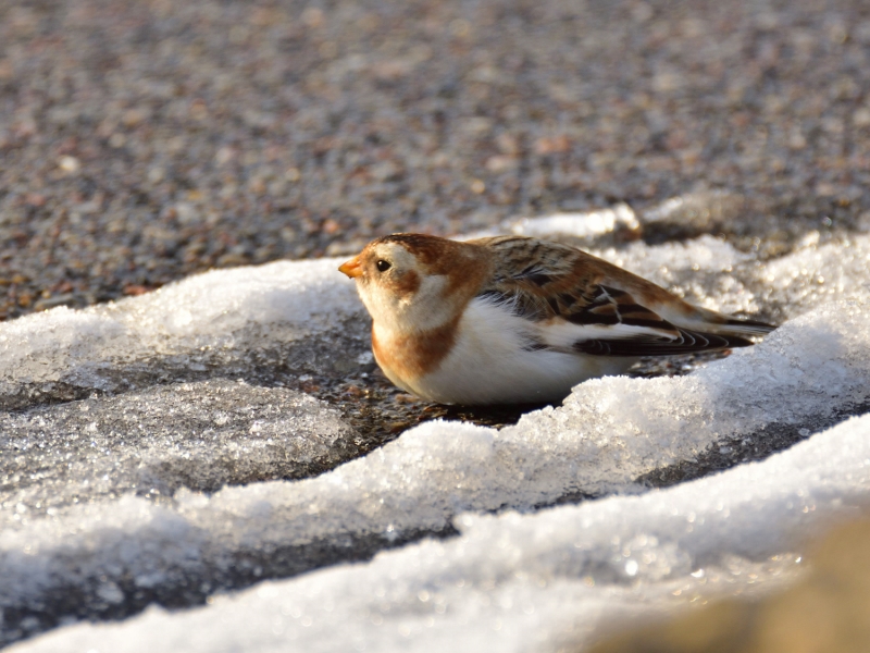 śnieguła ♂