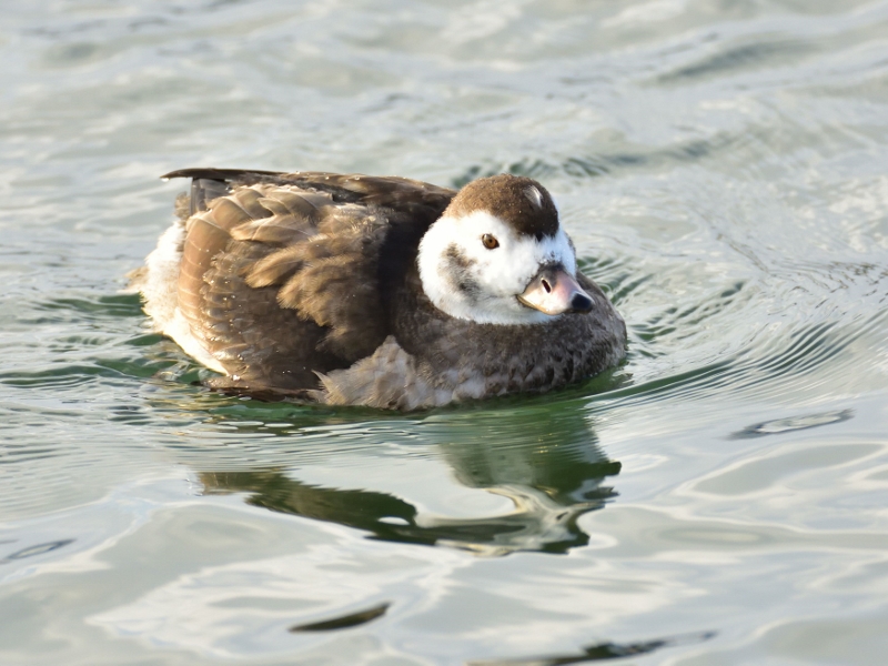 lodówka ♀