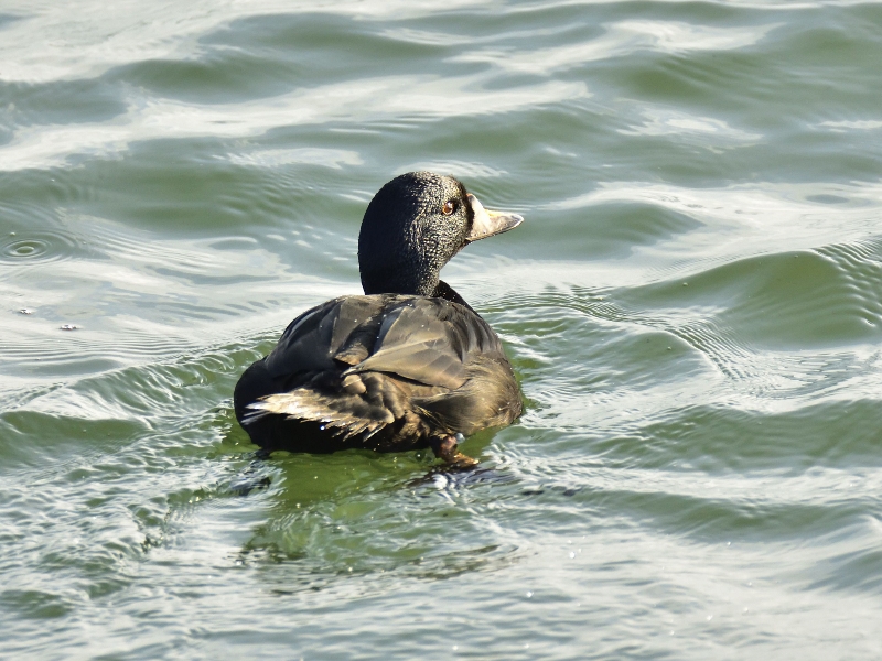 markaczka ♂