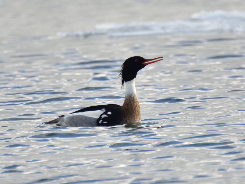 szlachar ♂