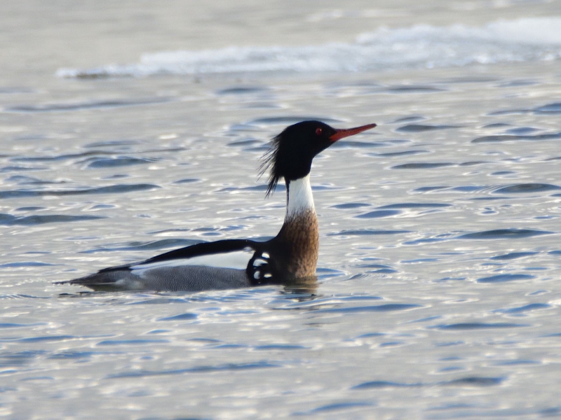 szlachar ♂