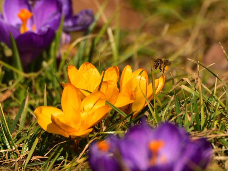 krokus