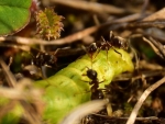 2018-03-30 tor