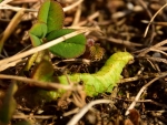 2018-03-30_8697 (800x600)