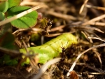 2018-03-30_8707 (800x600)