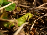 2018-03-30_8709 (800x600)