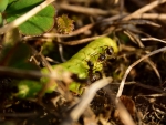 2018-03-30_8711 (800x600)