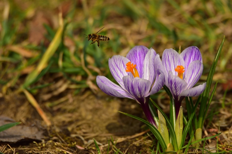 krokus