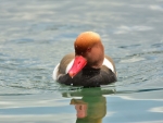 hełmiatka ♂