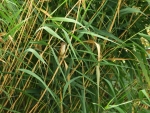 trzciniak
