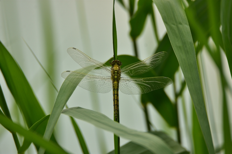 lecicha pospolita ♀