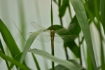 lecicha pospolita ♀