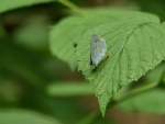 2018-06-10_11081 (800x600)