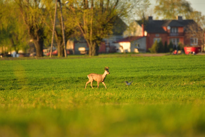 Złaków Kościelny