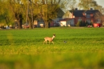 Złaków Kościelny