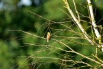 2018-05-20_9922 (800x533)