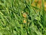 2018-05-20_9950 (800x600)