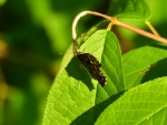 osadnik egeria ♀