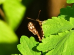 osadnik egeria ♀