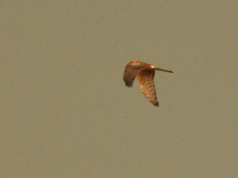 błotniak łąkowy ♀