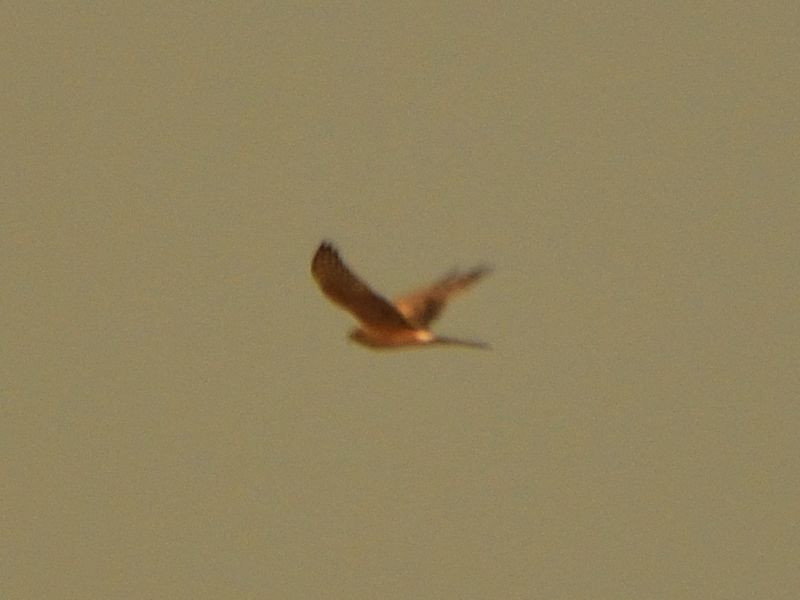 błotniak łąkowy ♀