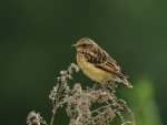 2018-06-09 glinianki