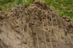 brzegówka
